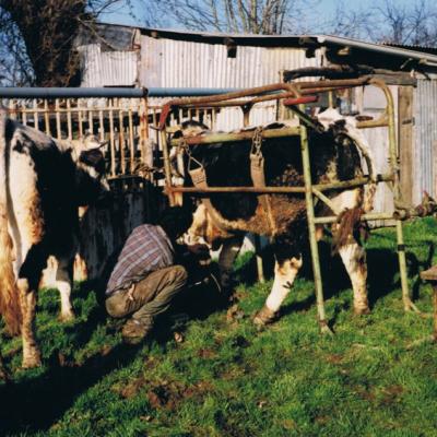 Boeufs utilisés pour du débardage en amont du barrage