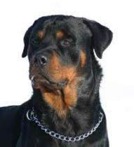 Chien