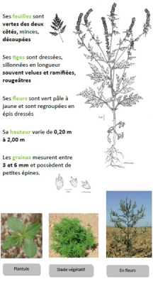 Reconnaitre ambroisie